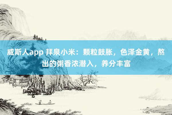 威斯人app 拜泉小米：颗粒鼓胀，色泽金黄，熬出的粥香浓潜入，养分丰富