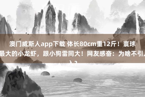 澳门威斯人app下载 体长80cm重12斤！寰球上最大的小龙虾，跟小狗雷同大！网友感奋：为啥不引入？